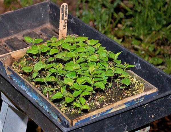 propagation de la cerise