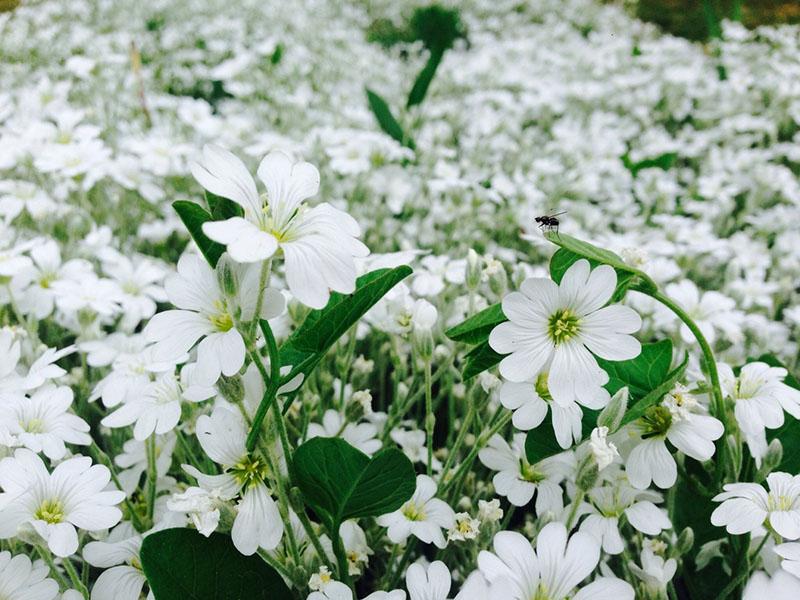 fleurs délicates