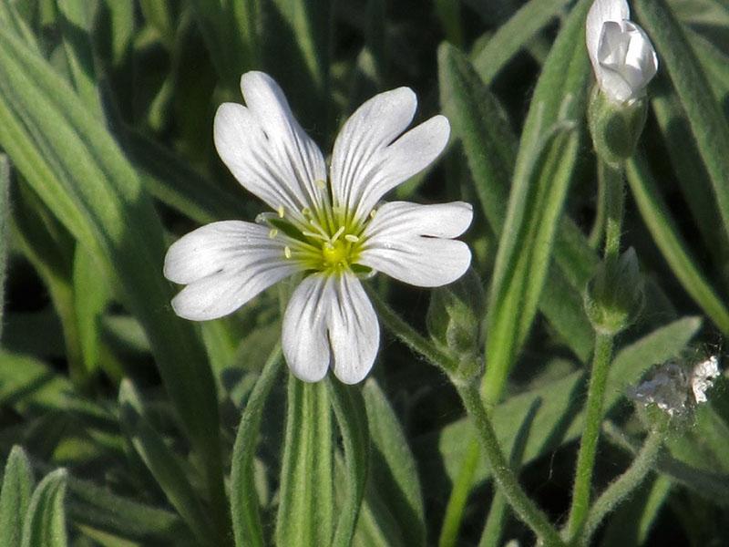 Variedad Bieberstein