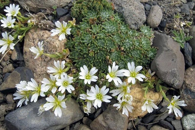 cultivo de pamplina en su cabaña de verano