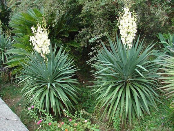 planter un jardin de yucca