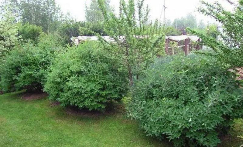 planter du chèvrefeuille dans un espace ouvert