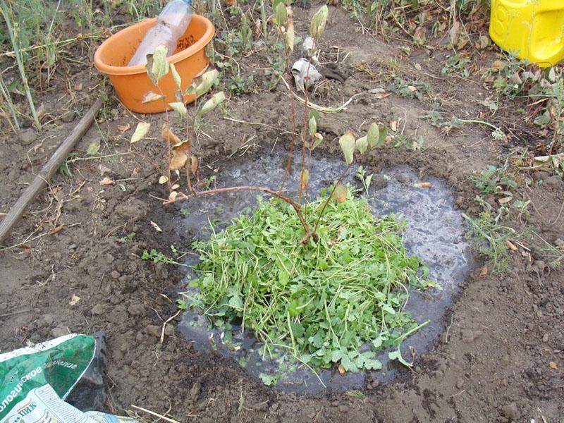arroser et pailler la plantule