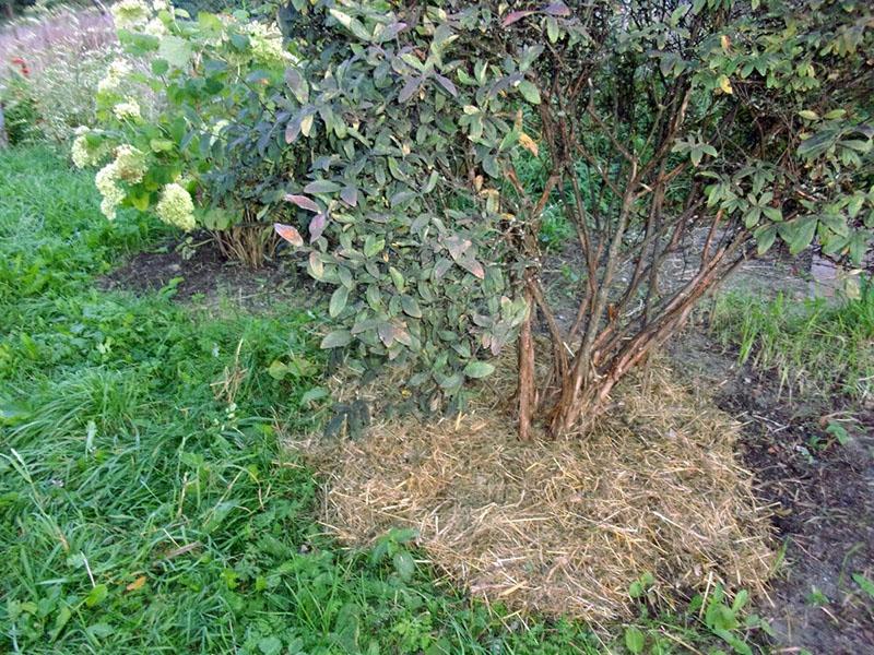 mulching madreselva