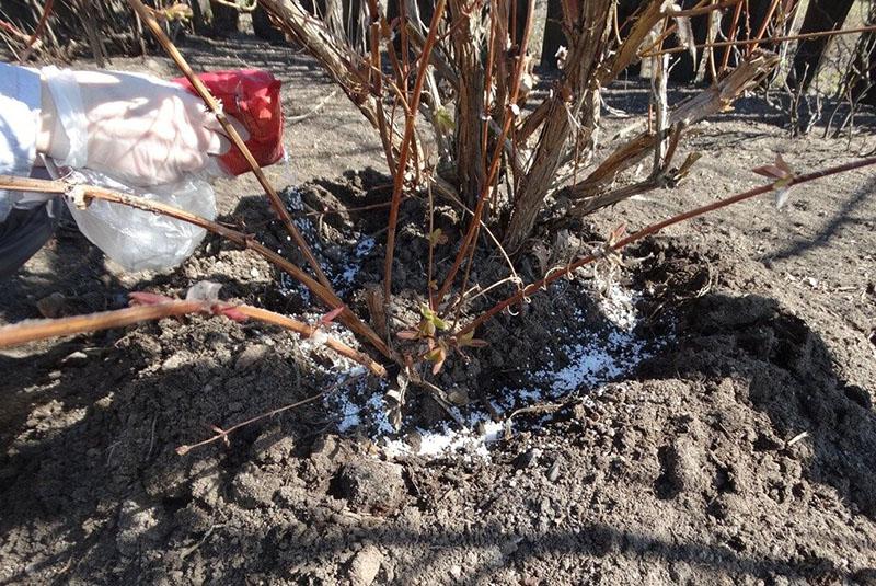 se nourrir sous un buisson adulte
