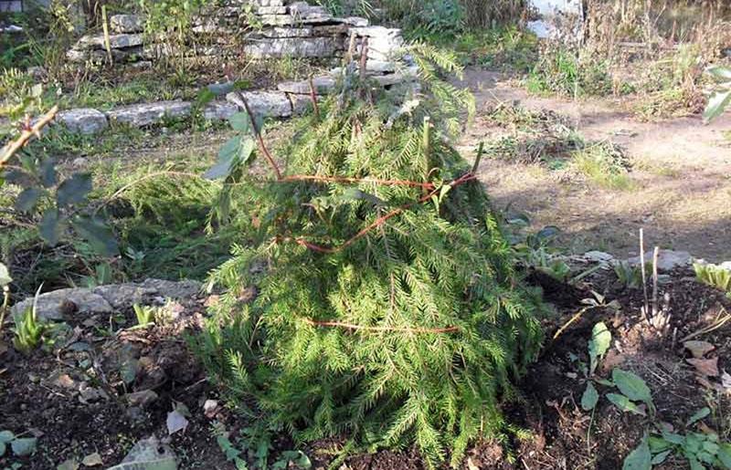 préparer le chèvrefeuille pour l'hiver