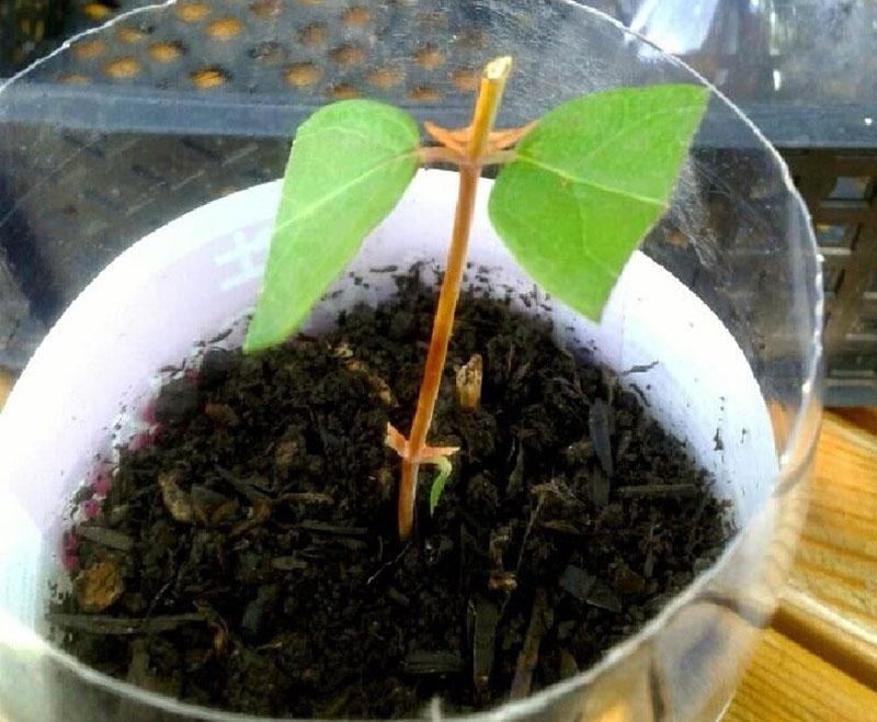 propagation du chèvrefeuille par bouturage