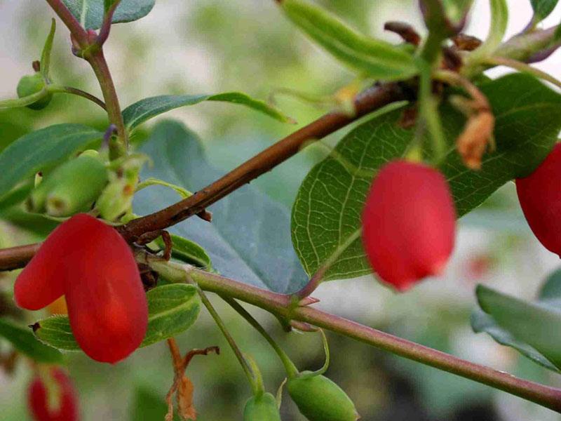 chèvrefeuille rouge comestible