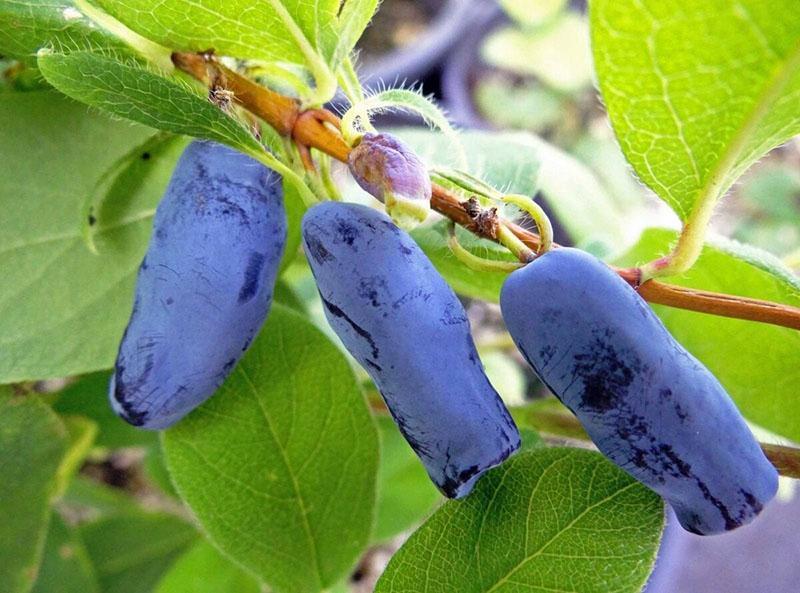 chèvrefeuille à gros fruits