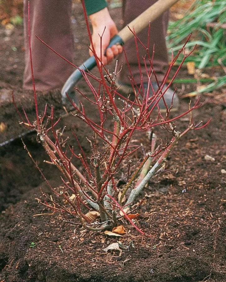 plantation de chèvrefeuille sur le site