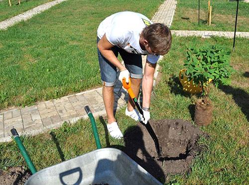 Plantar madreselva en el sitio.