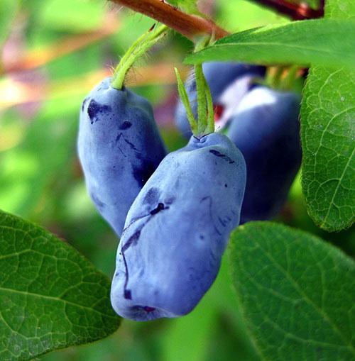 Variedad Cenicienta