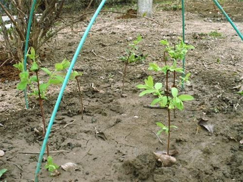 Site de plantation de chèvrefeuille