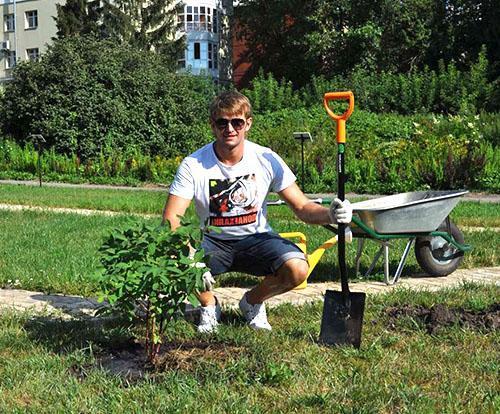 Plantar un arbusto en un lugar permanente.