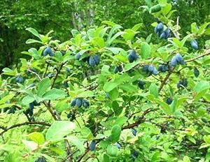 Los beneficiosos frutos de la madreselva comestible