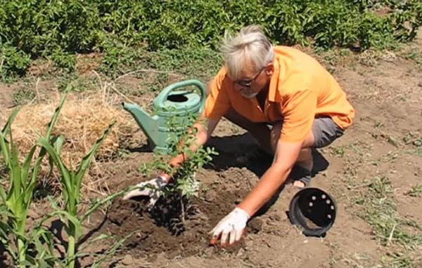 planter des ziziphus en pleine terre