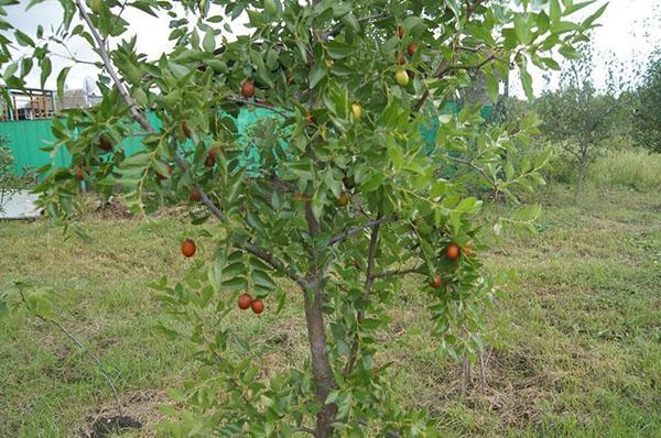 formación de la corona de ziziphus