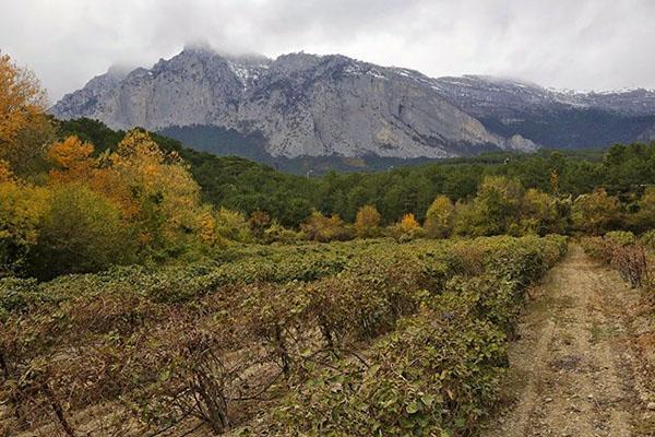 plantar ziziphus en Crimea