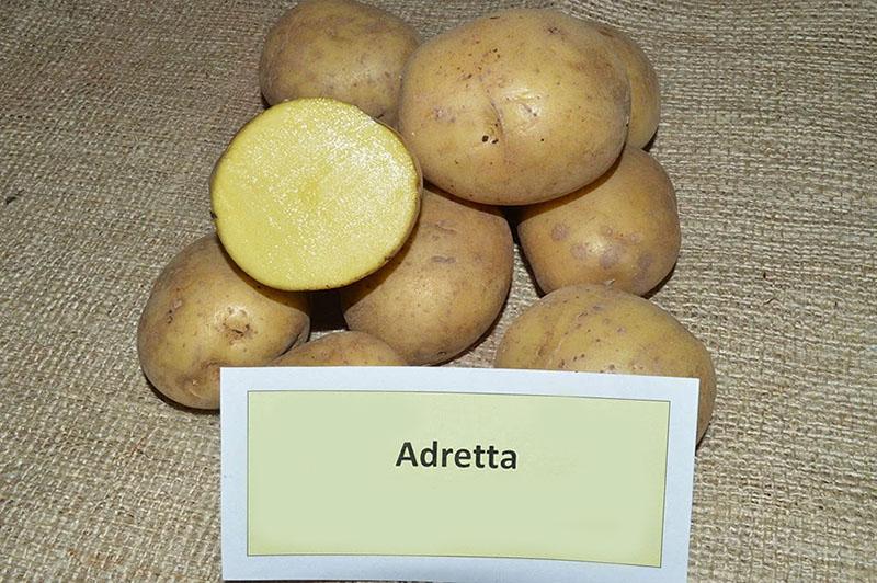 Adretta plantando patatas