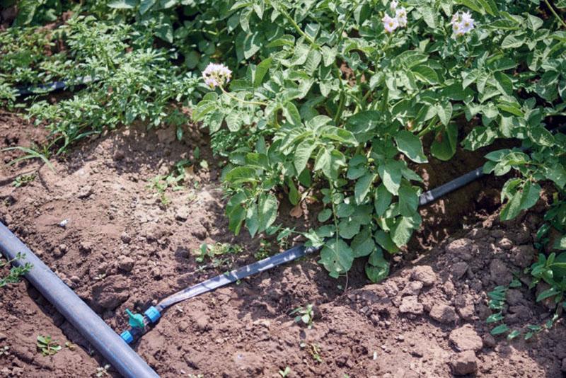 irrigation goutte à goutte des pommes de terre