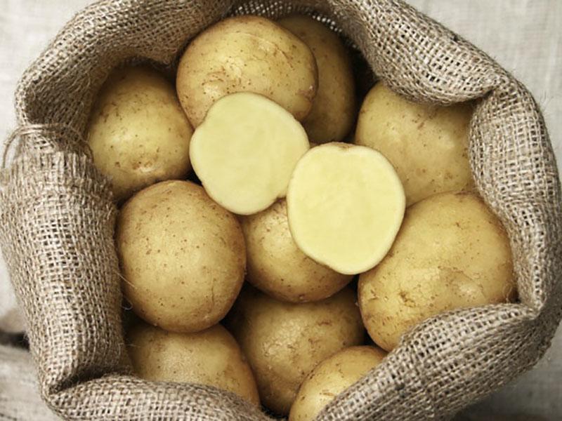Adretta plantant des pommes de terre