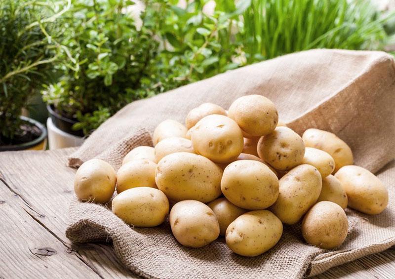 rendement des variétés de pommes de terre Adretta