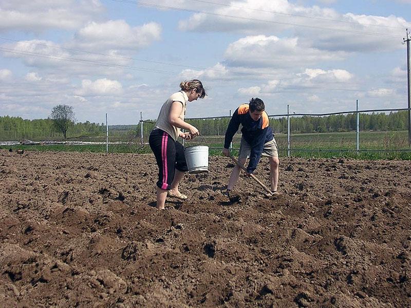 planter des pommes de terre adretta