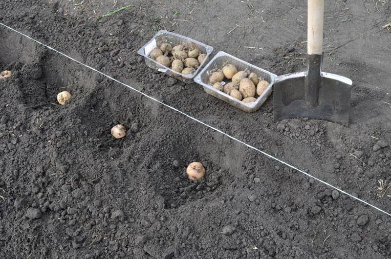 règles de plantation des pommes de terre adrett