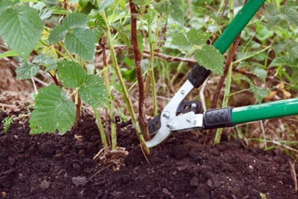 formation de buisson