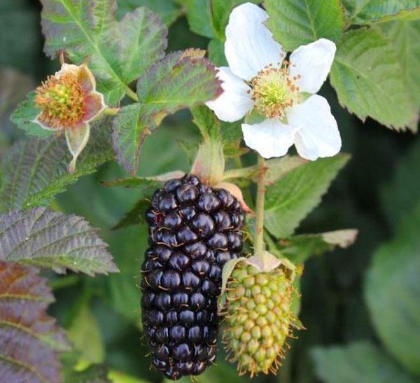 géant des variétés à fruits