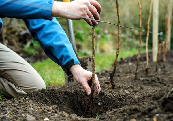 plantar plántulas de mora