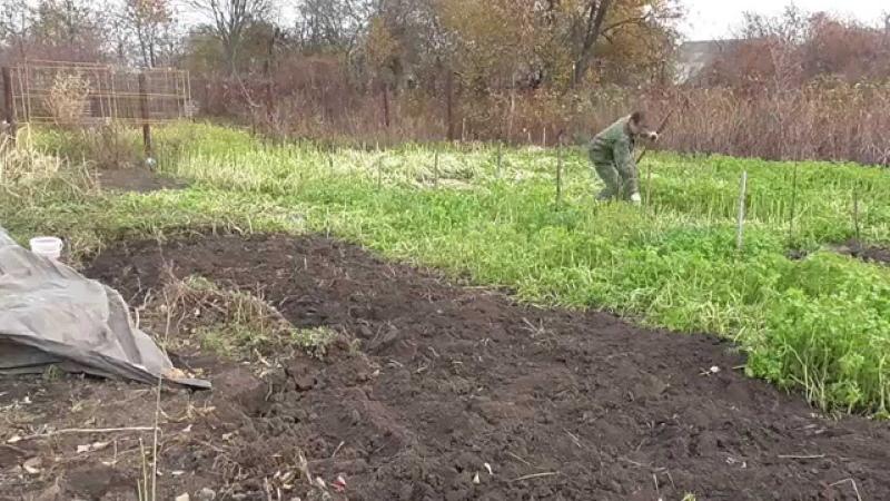 quand déterrer la moutarde