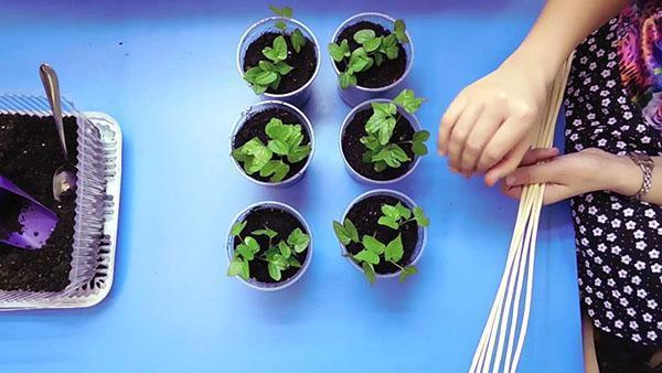 cultivo de plántulas de gloria de la mañana