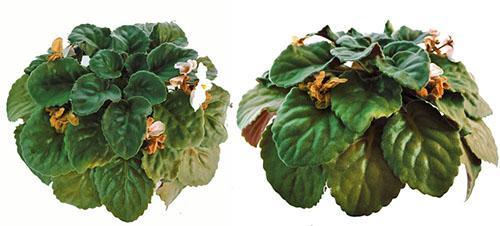 Les vieilles plantes jettent quelques pédoncules