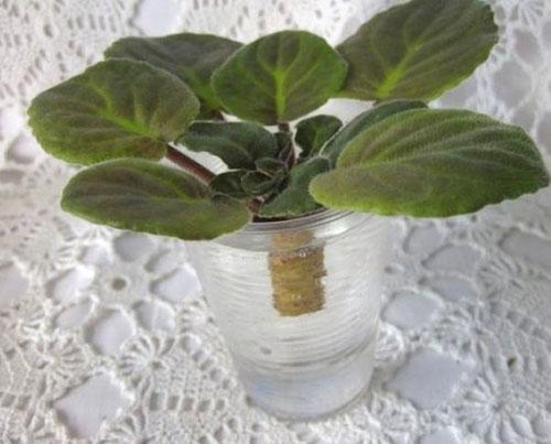 Enracinement de la couronne de la plante
