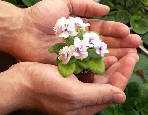 Une jeune violette a fleuri