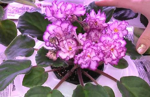 Une violette achetée en magasin doit être transplantée.