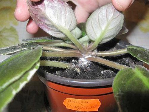 Au printemps, une transplantation est effectuée avec un remplacement complet du sol