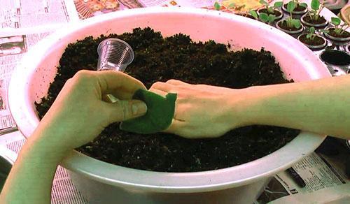 Le sol pour la plantation de violettes doit être fluide et humide