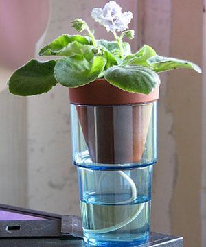Avant le repiquage, le sol dans le pot est bien humidifié.