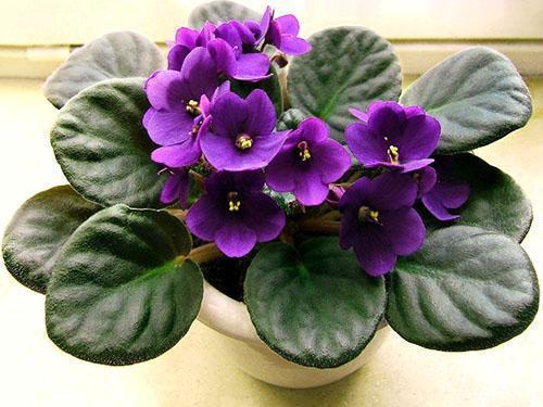 Les plantes violettes adultes ont besoin d'être replantées