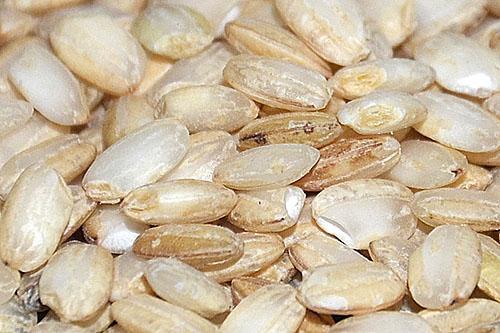 variedad de arroz vialone nano