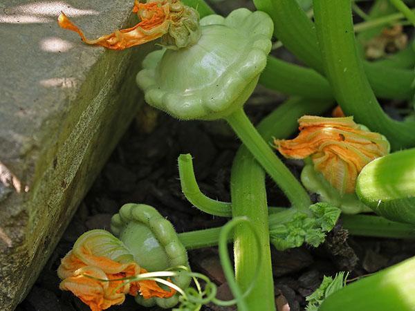 courge dans le pays