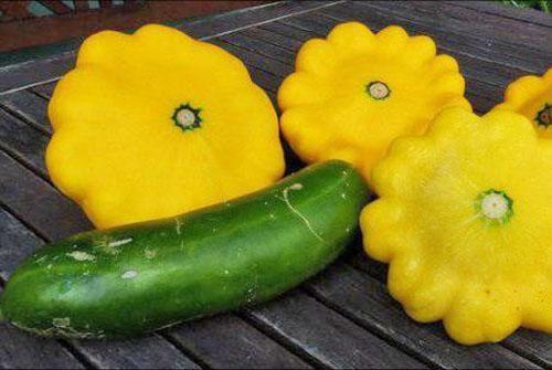courge aux courgettes