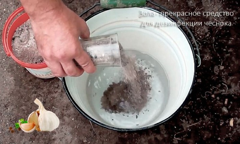 tremper l'ail dans de la lessive de cendre avant de planter