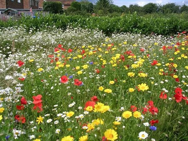 fleurs de pelouse en fleurs