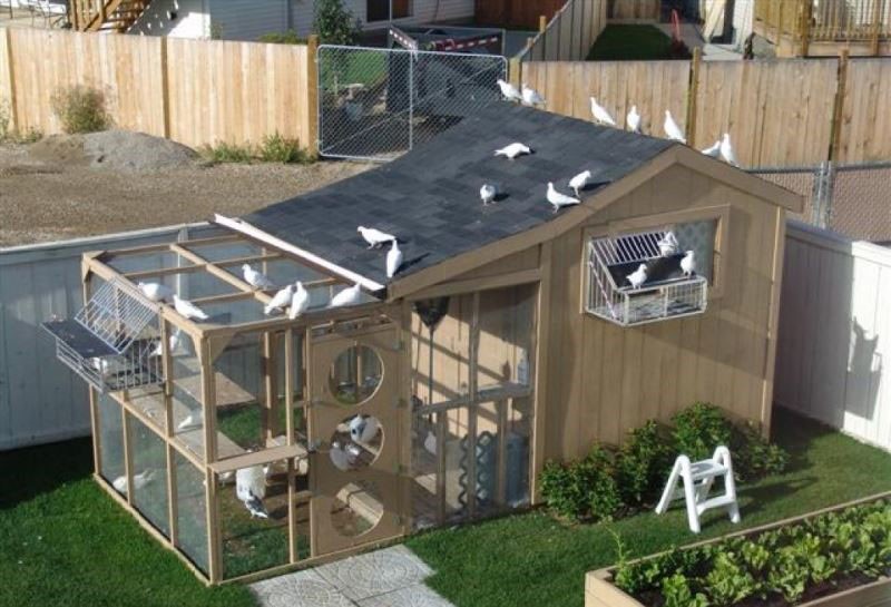 acogedora casa para palomas