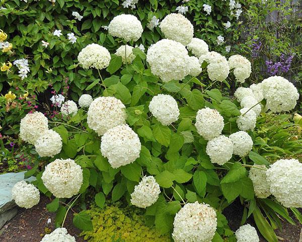 flores de hortensias de árbol