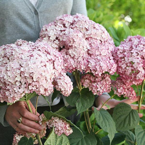 Hortensia Douce Annabelle