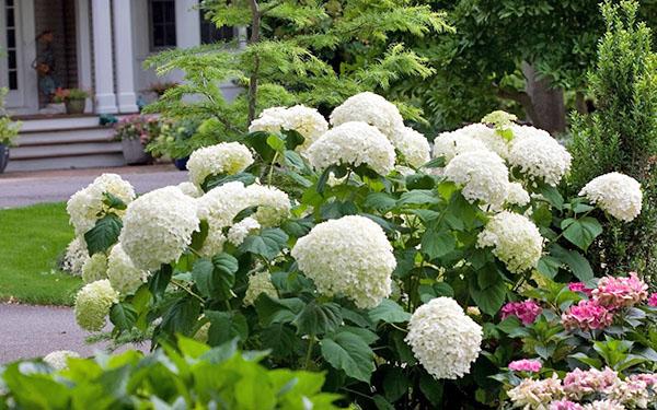 Arbre d'hortensia Strong Annabelle